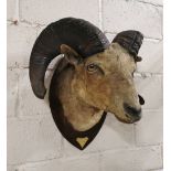 Taxidermy - Montana Ram’s Head with Horns, mounted on shield back, a brass plate engraved “Ovis