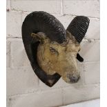 Taxidermy - Montana Ram’s Head with Horns (nose and mouth damaged), (similar to lot 500) 60cmW x
