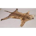 19th C. taxidermy leopard skin.