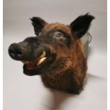 Early 20th C. taxidermy Boar's head.