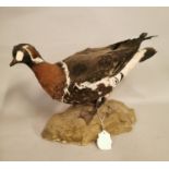 Taxidermy Duck.