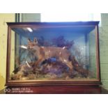 19th C. cased taxidermy Fox and Duck.