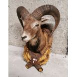 Early 20th C. taxidermy goat.