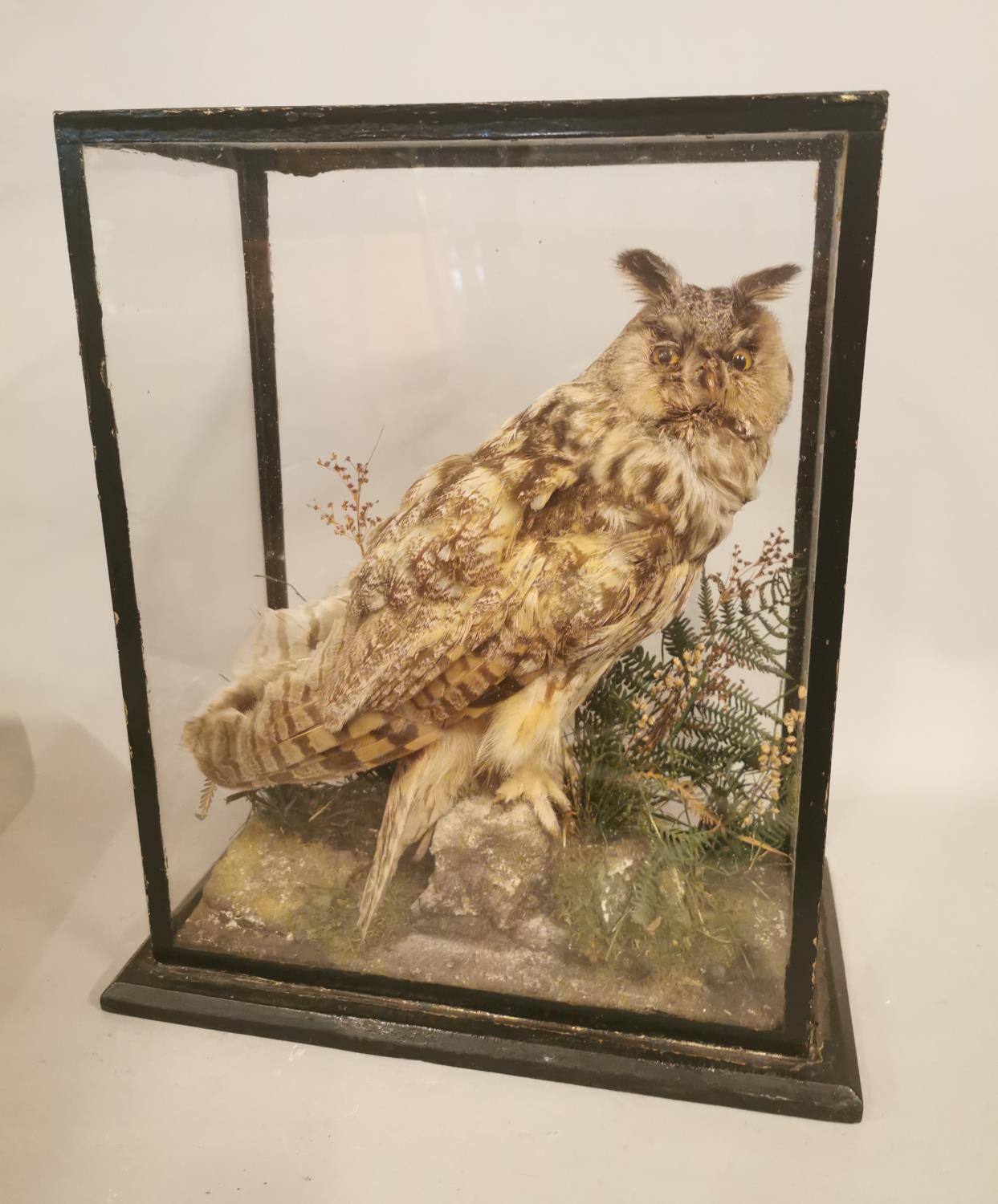 19th C. cased taxidermy Owl.