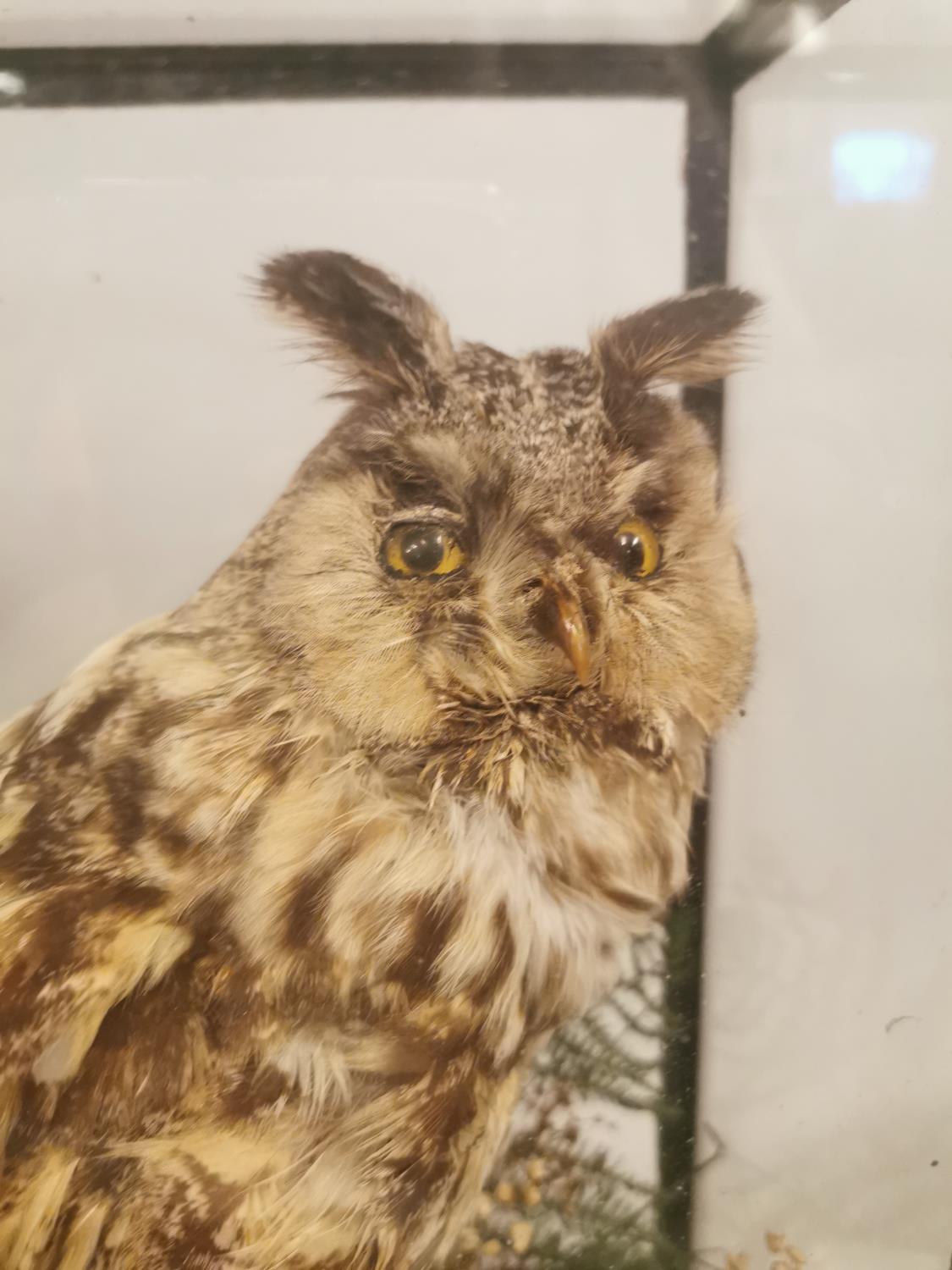19th C. cased taxidermy Owl. - Image 2 of 3