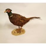 Taxidermy Pheasant.