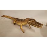 19th C. taxidermy Caiman.