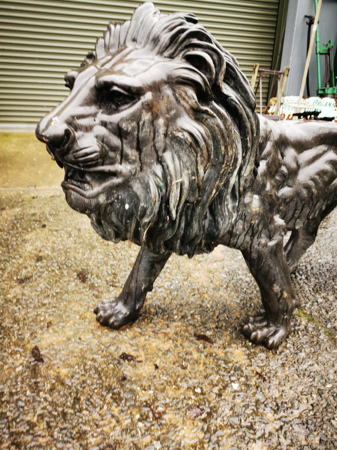 Bronze life size model of a Lion. - Image 2 of 3