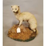 Taxidermy stoat.