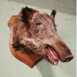 Taxidermy Boar's head.