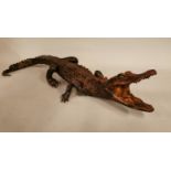 19th C. taxidermy Caiman.