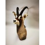 Early 20th C. taxidermy gazelle head.