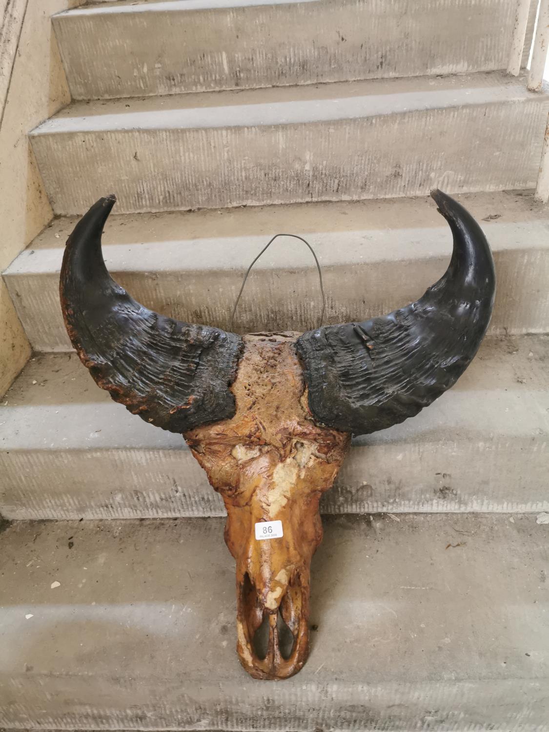 Water buffalo skull and horns. - Image 2 of 2