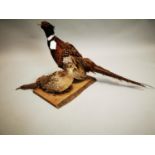 19th C. Taxidermy cock and hen pheasant