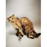 Early 20th C. taxidermy model of a Wildcat.