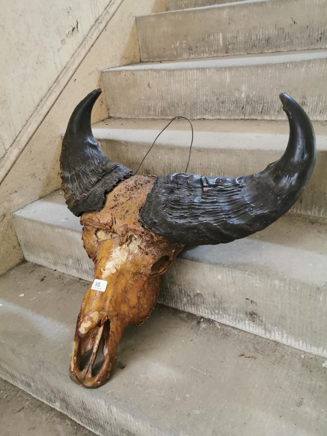 Water buffalo skull and horns.