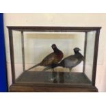 Two pheasants in an Edwardian oak framed case W 94 H 70 W 38