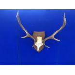 Deer skull and antlers on plaque.
