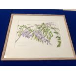 Patricia Jorgensen: Watercolour 'Wisteria' W 50 H 35