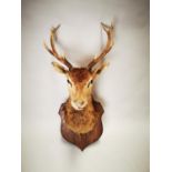 Late 19th C. taxidermy Stag's head.