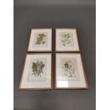 Set of horticultural coloured prints.