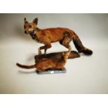 Distressed taxidermy Fox and Stout.