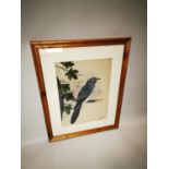 Framed coloured print of Hawk.