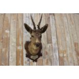 Taxidermy deer's head