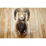 Taxidermy Ram's Head