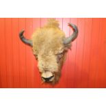 Taxidermy Bison head