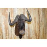 Taxidermy Bison Head.