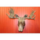 Taxidermy Moose head