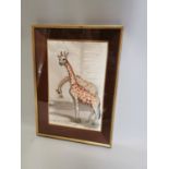 Louise Kellogg Hilbert 1901 - 1988 Giraffes Watercolour