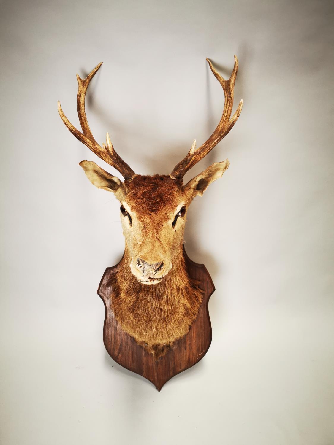 Late 19th C. taxidermy Stag's head