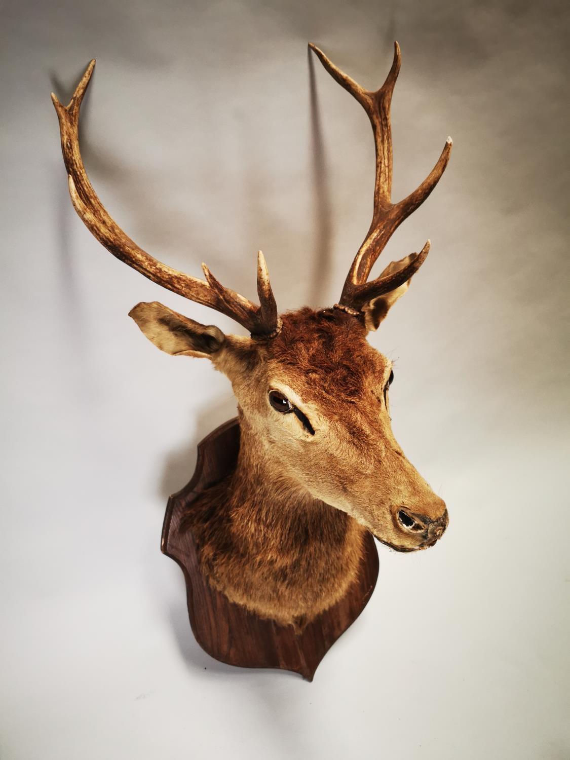 Late 19th C. taxidermy Stag's head - Image 5 of 8