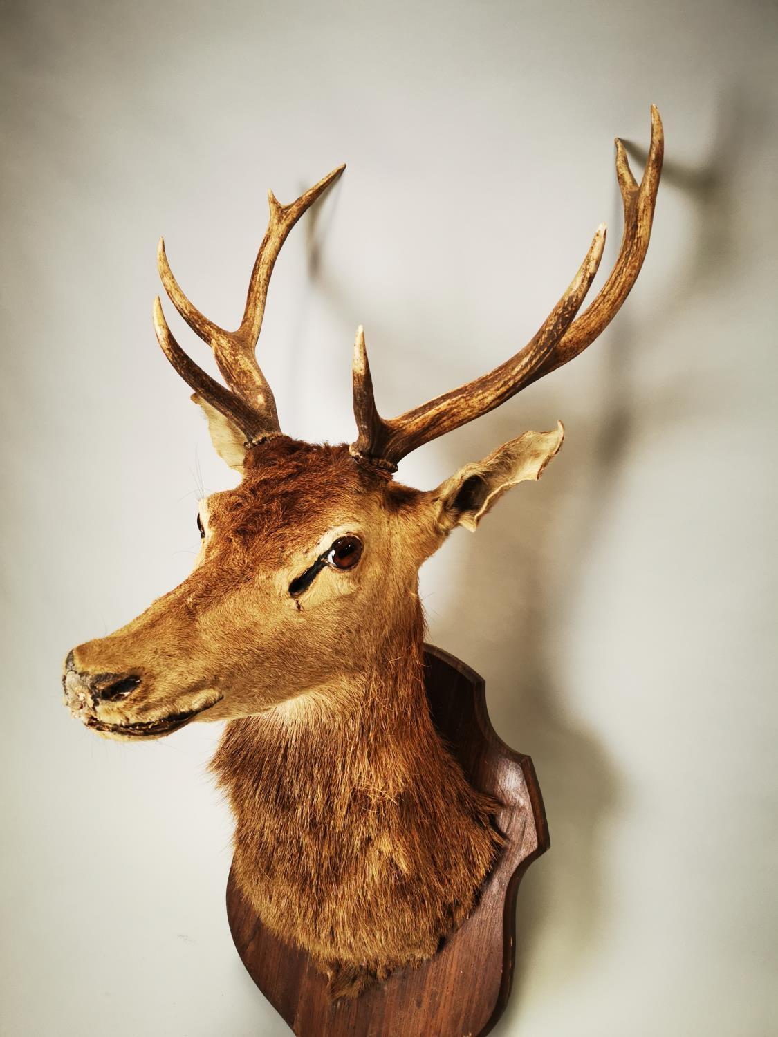 Late 19th C. taxidermy Stag's head - Image 3 of 8
