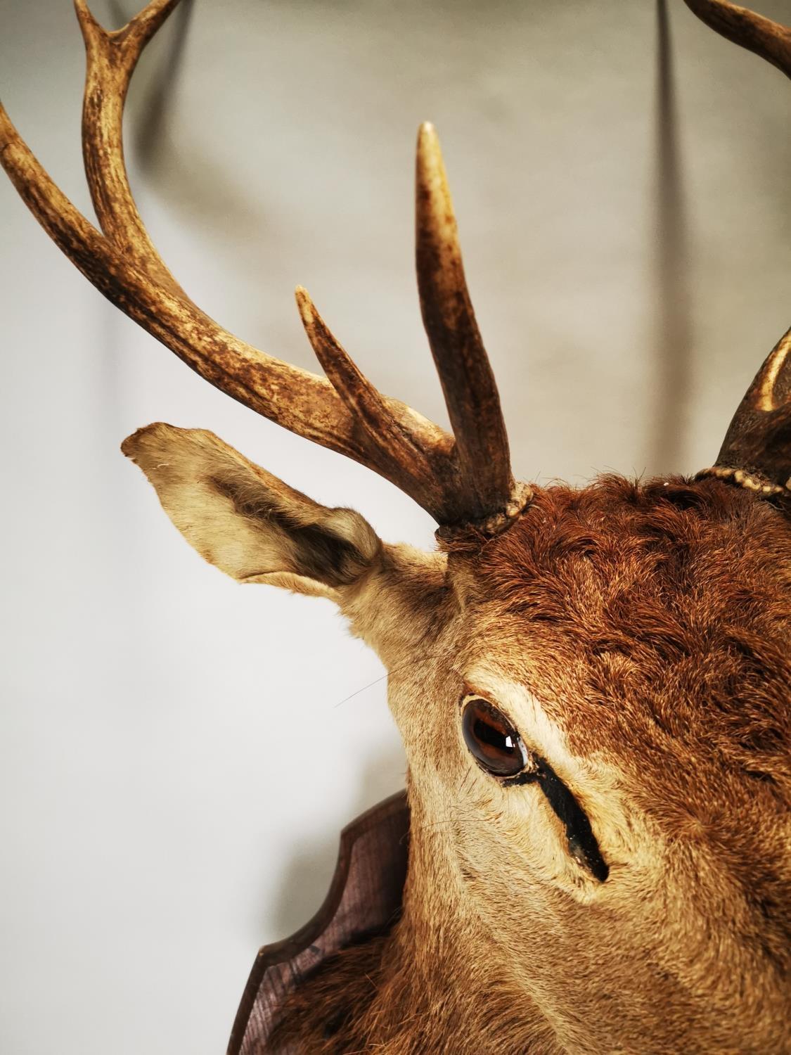 Late 19th C. taxidermy Stag's head - Image 8 of 8