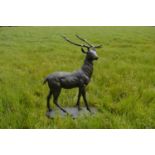 Life size cast iron model of a Irish Deer on oval base.100W 140H