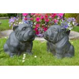 Pair of models of seated Bull dogs