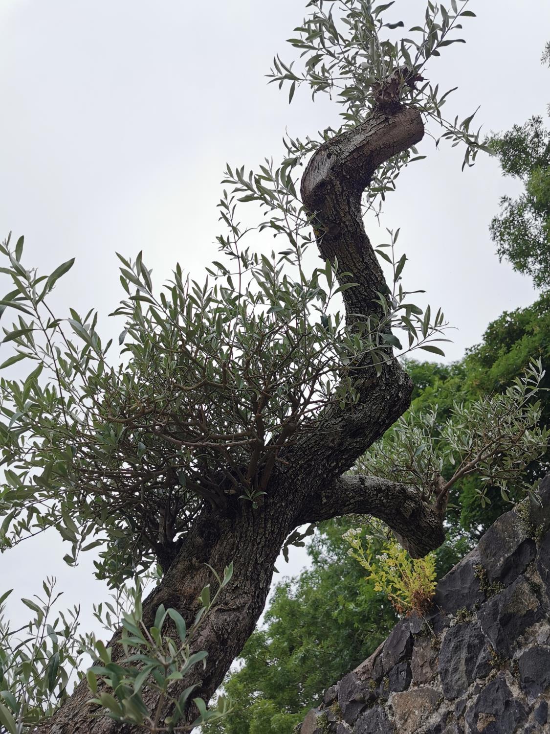 Rare 250 year old Bonsai tree. - Image 4 of 4