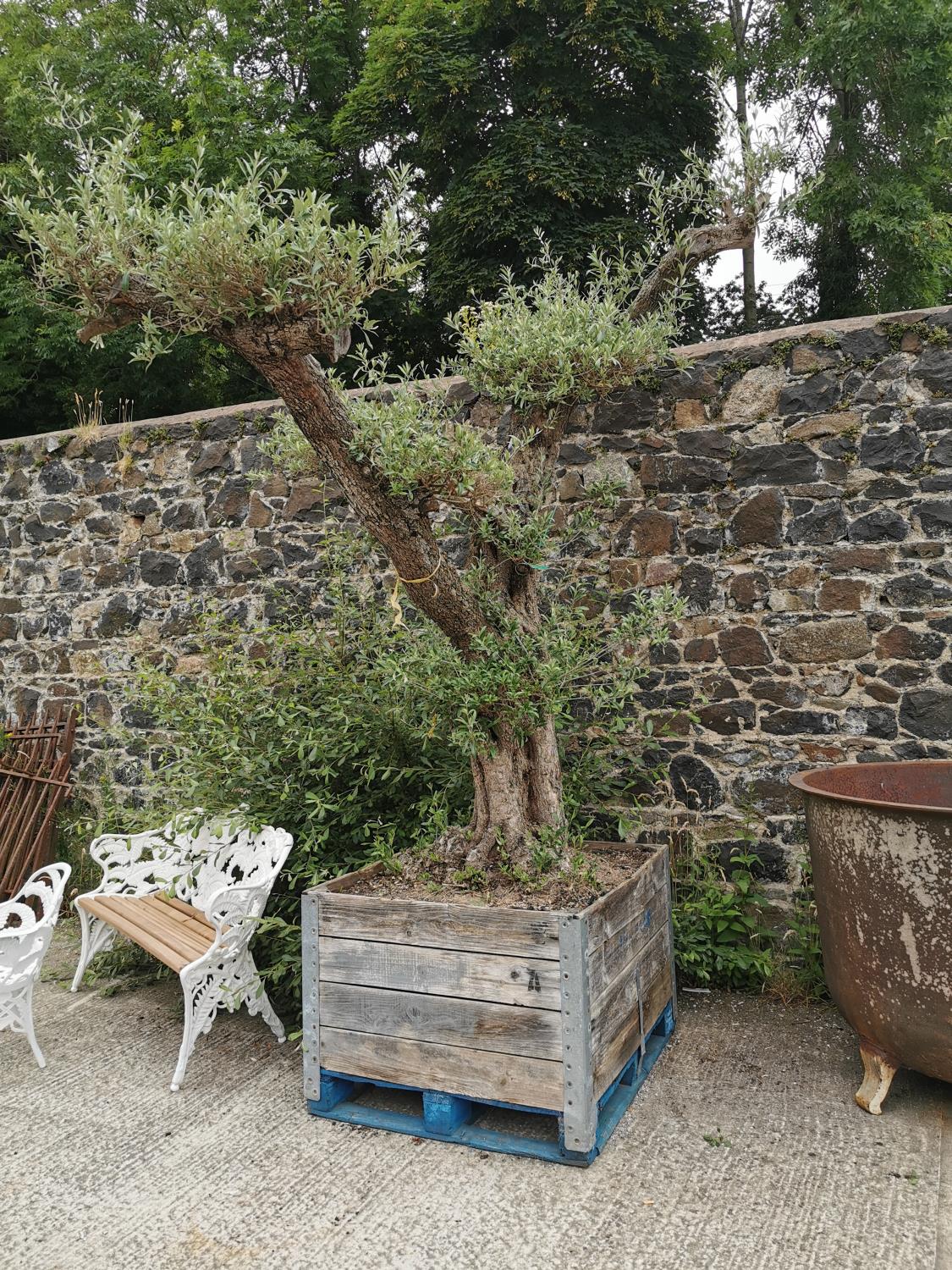 Rare 250 year old Bonsai tree.