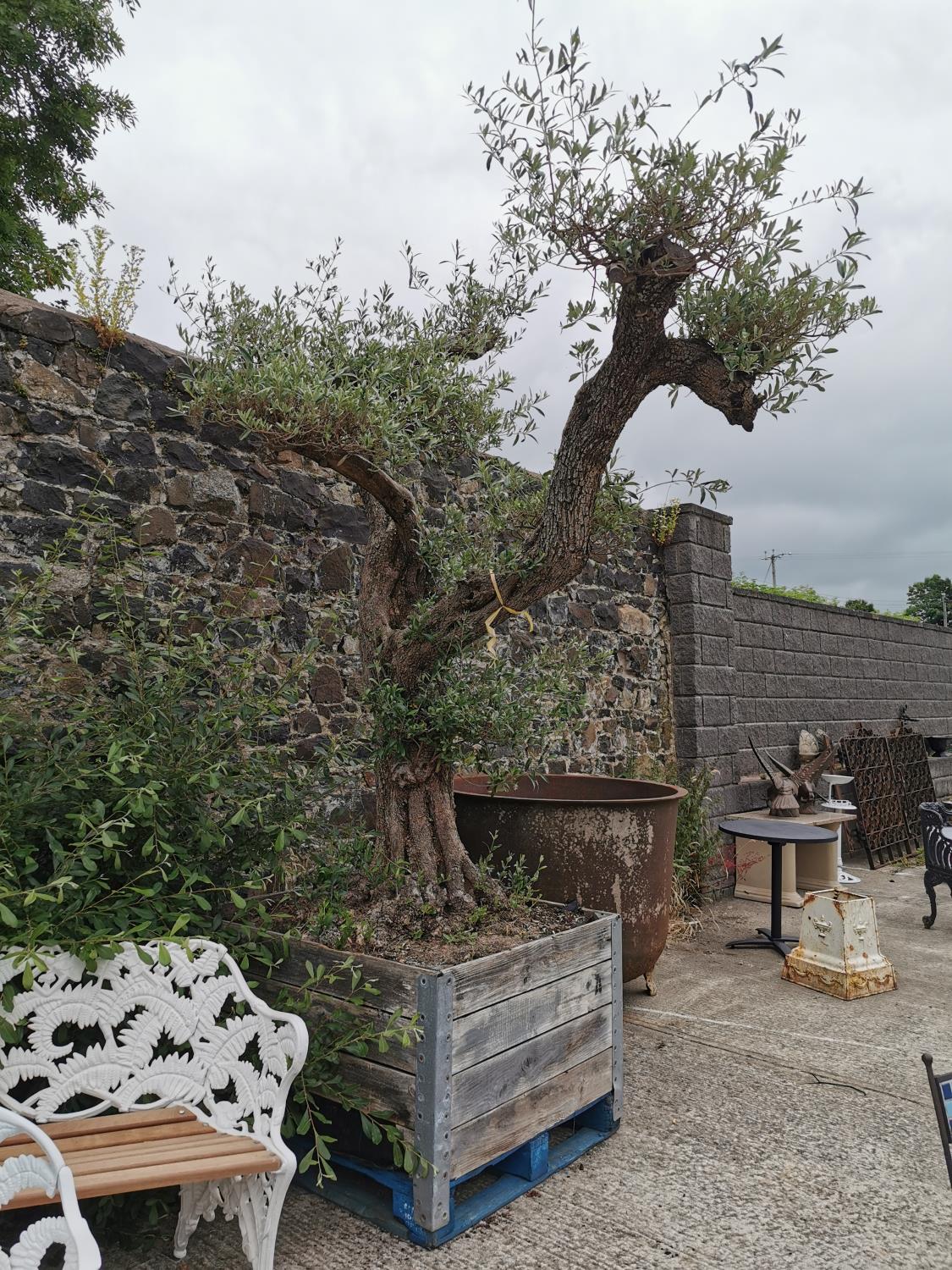 Rare 250 year old Bonsai tree. - Image 2 of 4