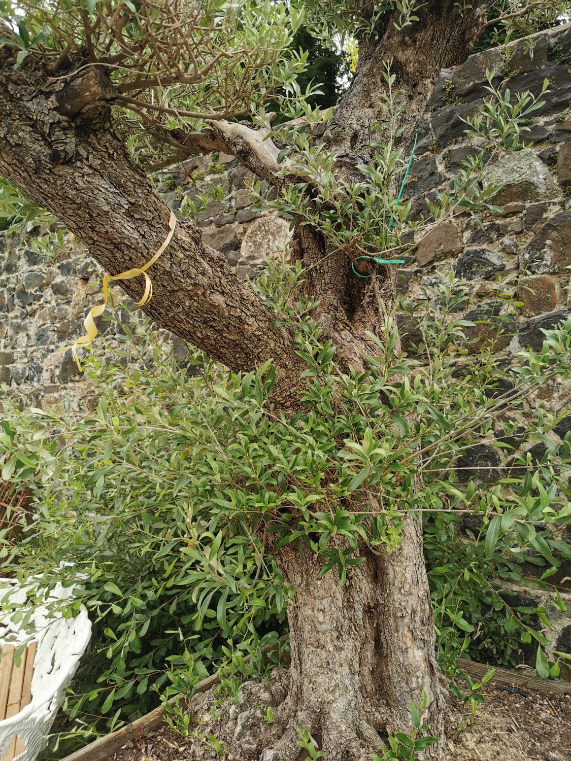 Rare 250 year old Bonsai tree. - Image 3 of 4