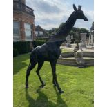 Exceptional quality life-size bronze model of a Giraffe.