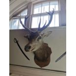 19th. C. taxidermy stag's head