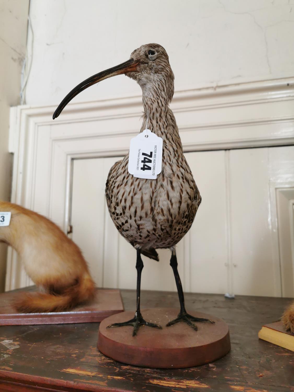 Taxidermy curlew - Image 2 of 2