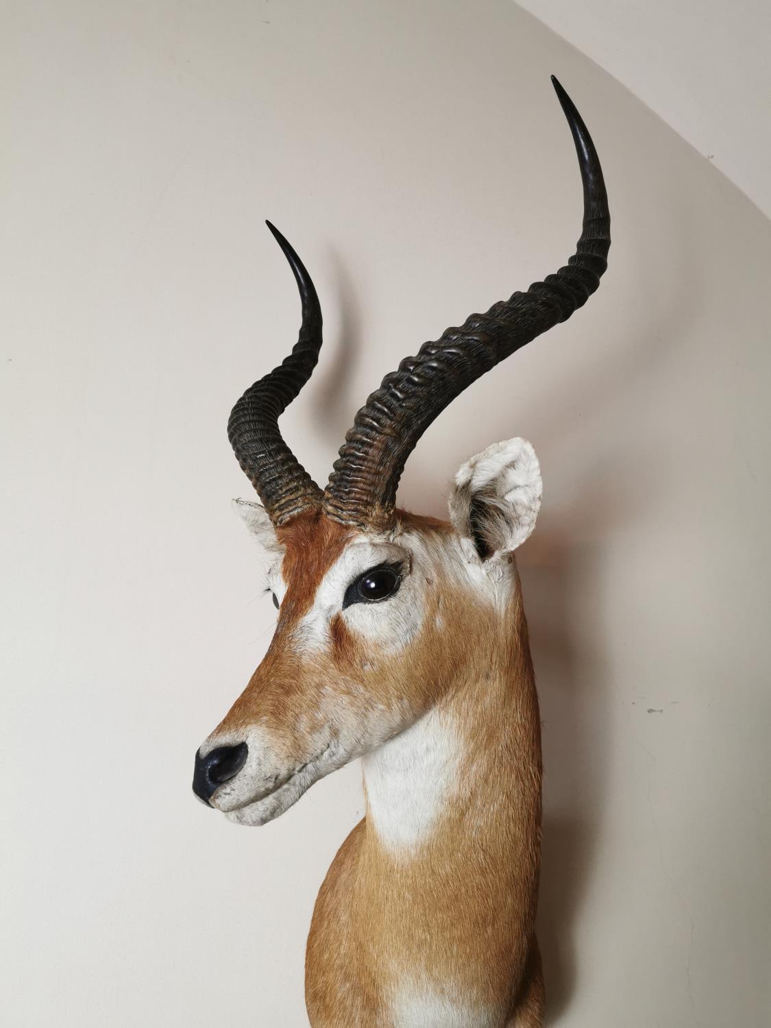 19th. C. taxidermy impala head - Image 2 of 2