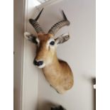 19th. C. taxidermy impala head.