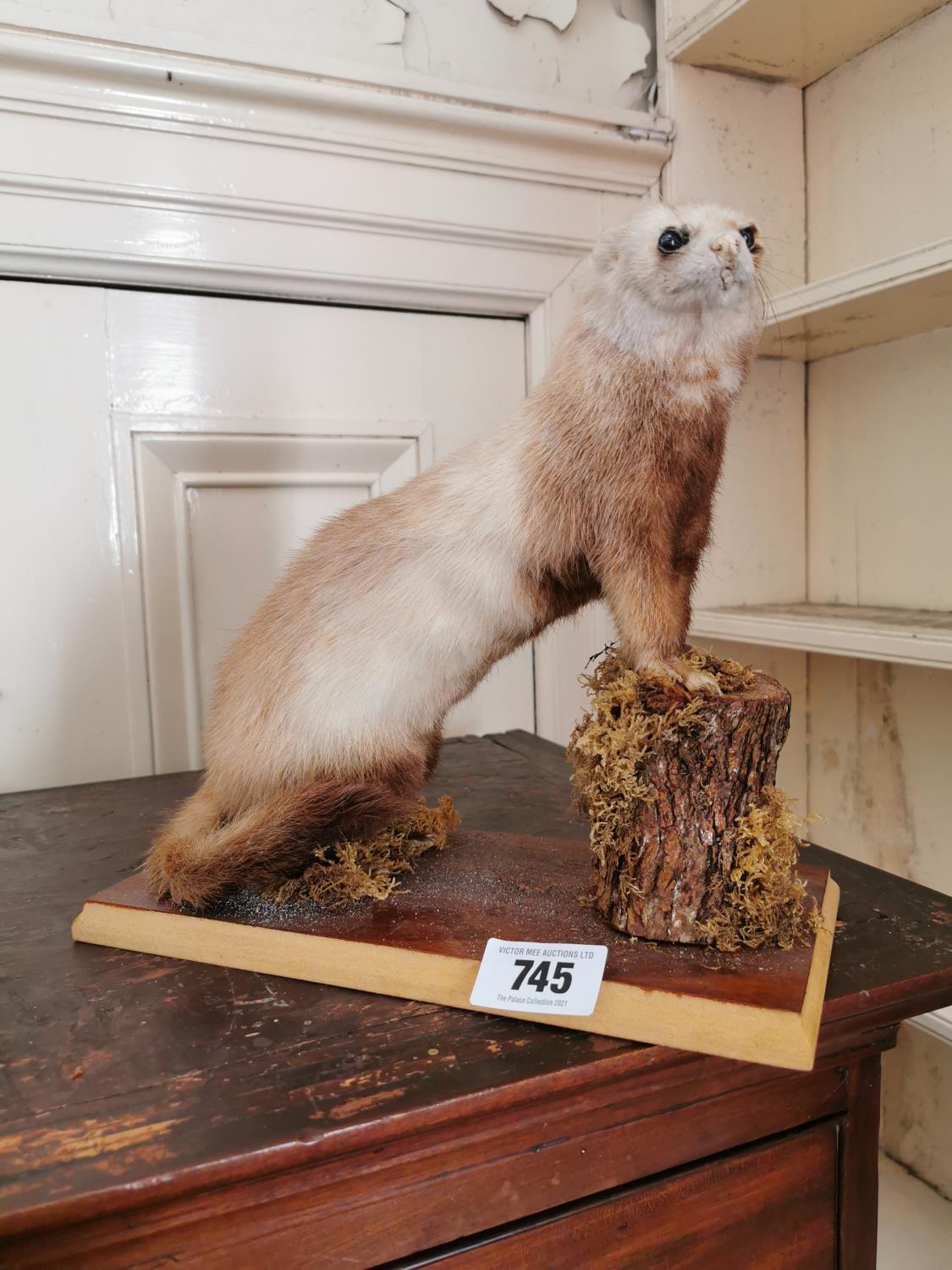 Taxidermy stoat