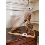 Taxidermy stoat